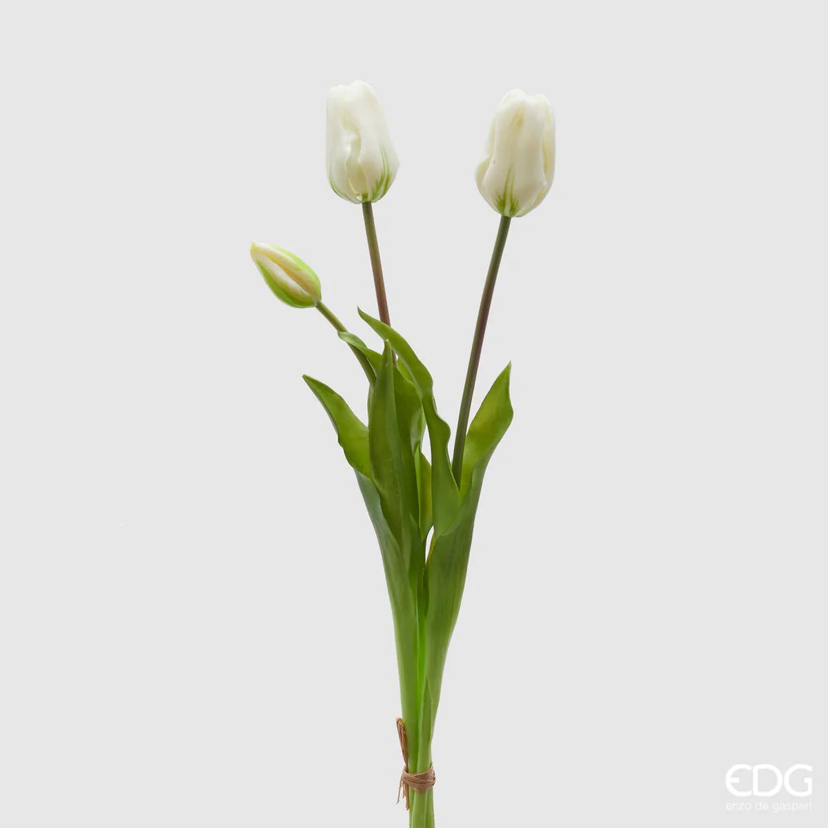 Tulipani EDG | Bianco