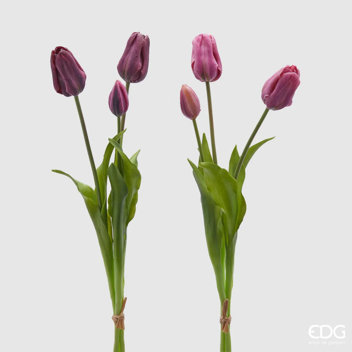 Tulipani EDG | Viola
