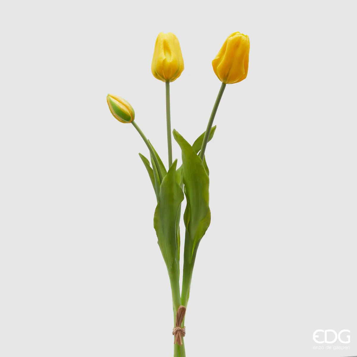 Tulipani EDG | Giallo