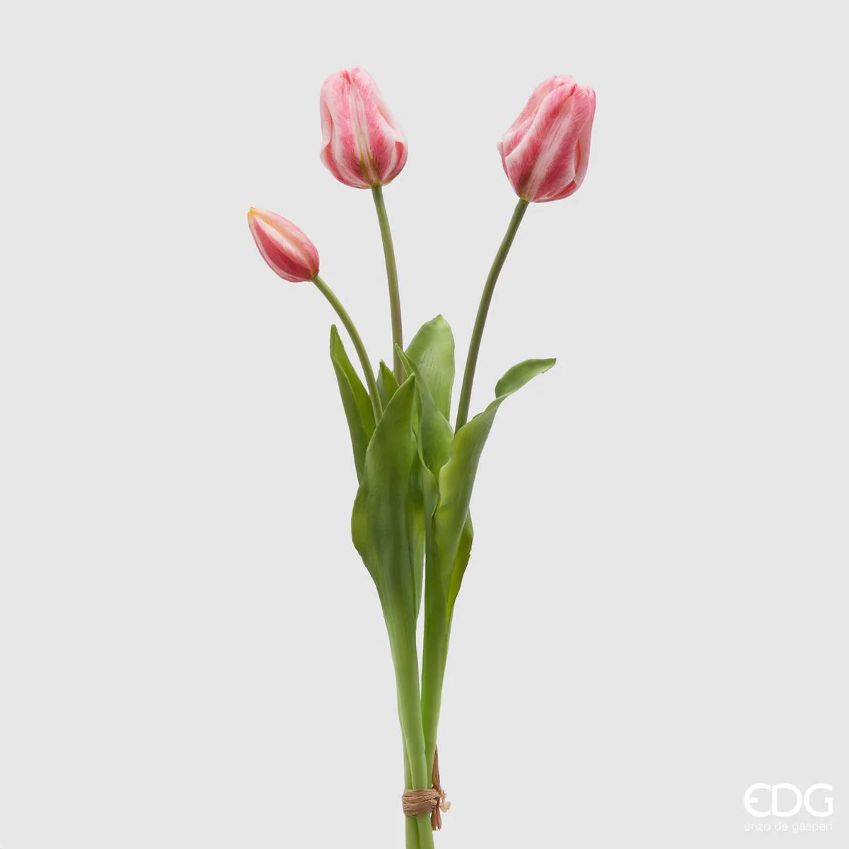 Tulipani EDG | Rosa